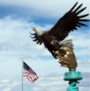 Flag and Eagle 1